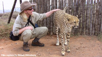 Cheetah 2