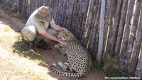 Cheetah 4