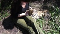 Serval 01