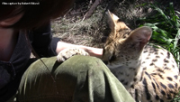Serval 02