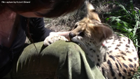Serval 02