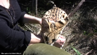 Serval 04