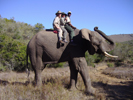 Posing an elephant at Addo National Park