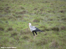 Amakhala Secretary Bird