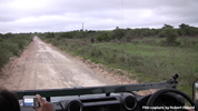 Amakhala Buffalo 1