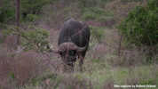 Amakhala Buffalo 2