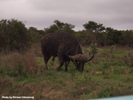 Amakhala Buffalo 3