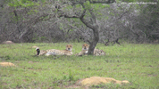 Amakhala Cheetah 01