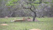 Amakhala Cheetah 02