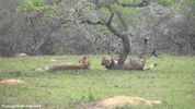 Amakhala Cheetah 03