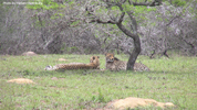 Amakhala Cheetah 04