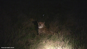 Amakhala Cheetah 06