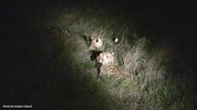 Amakhala Cheetah 07