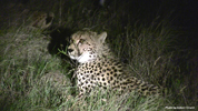 Amakhala Cheetah 09