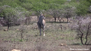 Eland 2