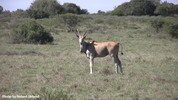 Eland 3