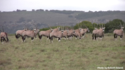 Amakhala Gemsboks