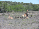 Giraffe 1