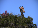 Giraffe 2