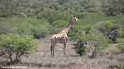 Giraffe 3