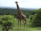 Giraffe 5