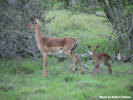 Impalas 1