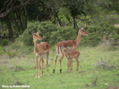 Impalas 2