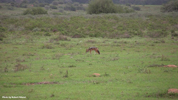 Amakhala Fox