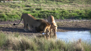 Amakhala Lions At Waterhole 1