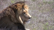 Amakhala Male Lion Mfasa 4