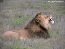 Amakhala Male Lion Mfasa 8