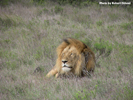 Amakhala Male Lion Mfasa 9