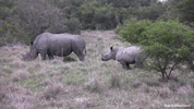 Amakhala White Rhinocerus 02