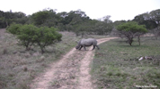 Amakhala White Rhinocerus 03