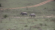 Amakhala White Rhinocerus 04