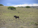 Wildebeest 3