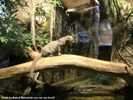 Berlin Zoo Jaguarundi 3