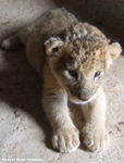Daniell Cheetah Breeding Lion Cub 1