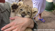Daniell Cheetah Breeding Lion Cub and Miriam Oldenburg 2
