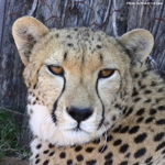 Daniell Cheetah Breeding Cheetah l