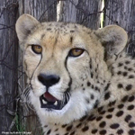 Daniell Cheetah Breeding Cheetah 3