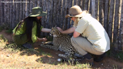 Daniell Cheetah Breeding Cheetah Ola, Miriam Oldenburg and Robert Eklund 2