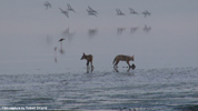 Etosha Black-Backed Jackal 2
