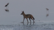 Etosha Black-Backed Jackal 6