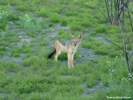 Etosha Black-Backed Jackal 8