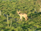 Etosha Black-Backed Jackal 9