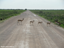 Etosha Black-Faced Impala 1