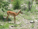 Etosha Black-Faced Impala  2