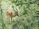 Etosha Etosha Black-Faced Impala 3