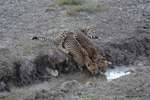 Etosha Cheetahs 1
